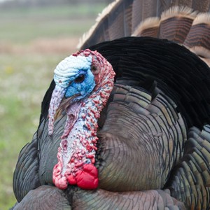 Wild Turkey Close-up - © tpwd.state.tx