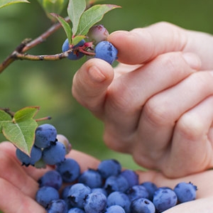 Hand-picking Blueberries - Detail - © batonrougemoms.com