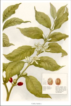 Coffea Arabica - © The Grocers Encyclopedia