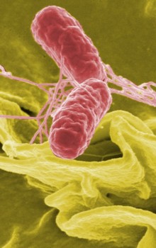 Salmonella bacterium - micrograph