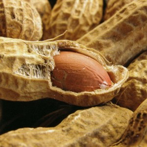 The Common Peanut - © http://www.allergysf.com