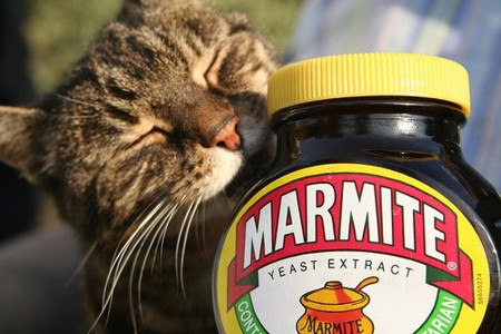 Marmite Cat - © foodrepublic.com