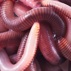 Earthworms - © 2013 photo-dictionary.com