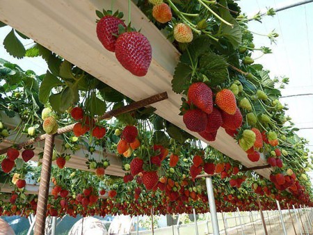 Strawberries on the vine - © digthedirt.com