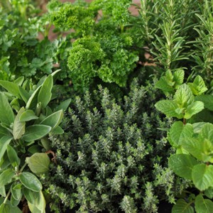 Herbs - © crocus.co.uk