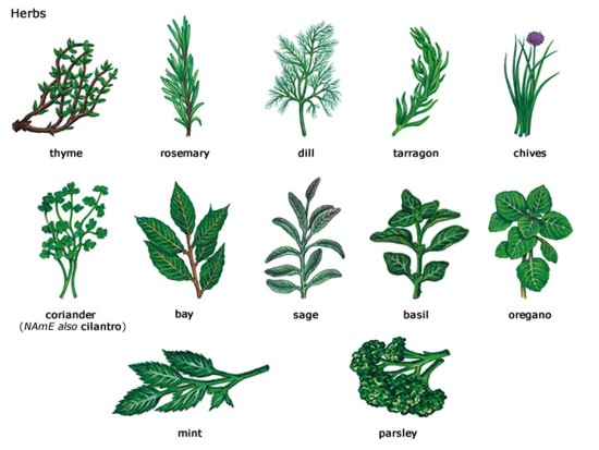 Your Basic Herbs - © allenmarketplace.org