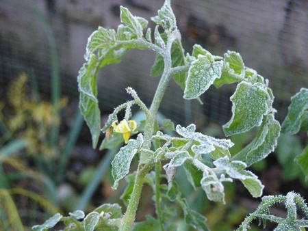 Frost on a Tomato Plant © gardengates.info.jpg