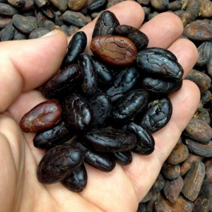 Shelled Raw Cocoa Beans - © tejaschocolate.com