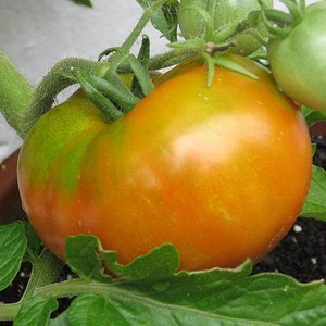 Unripe Tomato - Leave it on the vine! - © thefarmstaff.com