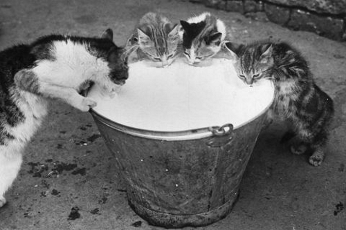 Cats Like Milk Too - © newsfeed.time.com