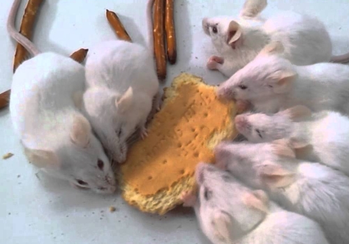 Mice on a Cookie - © cutelady66 - YouTube