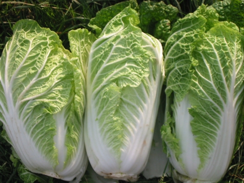 Chinese Cabbage - © openhandsfarm.wordpress.com