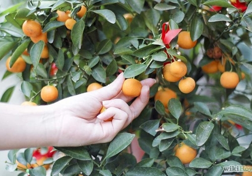 kumquat - © wikihow.com