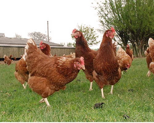 Free Range Chicken - © Chicken - © stewesfreerangeeggs.co.uk