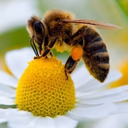 Bee on a Blossom - © preventdisease.com