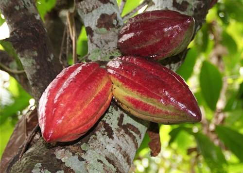 Cocoa Pods - © chocolatemaya.com