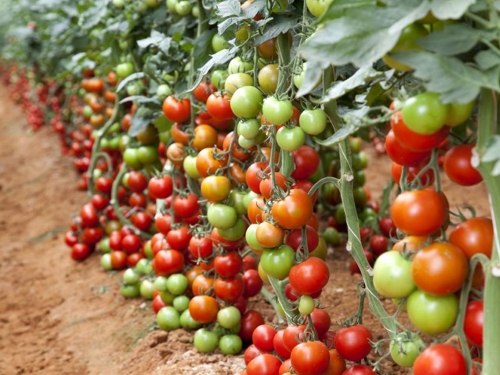 Tomato Greenhouse - © dennis7dees.com