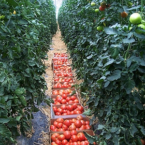 Tomato Harvest - © hort.cornell.edu
