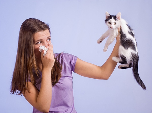 Cat Allergy - © catster.com