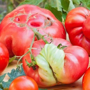 Ugly Tomato - © foodtank.com