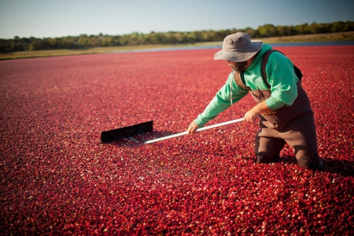 Cranberry Harvest - © Massuchusetts Office of Tourism