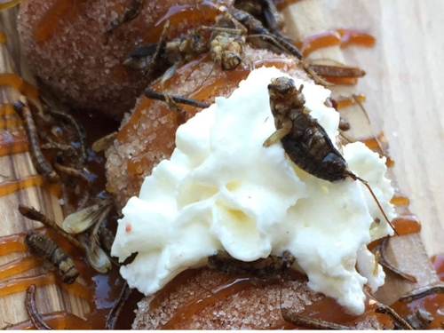 Sticky Toffee Bug Balls - © 2016 Calgary Stampede