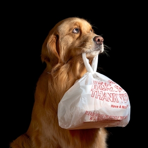 A Real Doggie Bag - © bzdogs.com