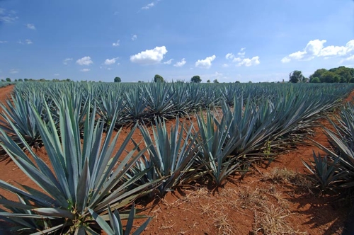 Blue Agave Planatation - © tequilasource.com