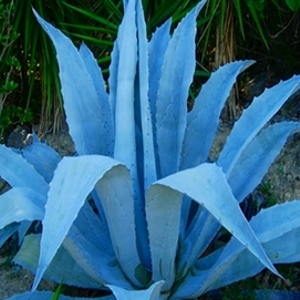 Blue Agave Plant - circulotequila.com