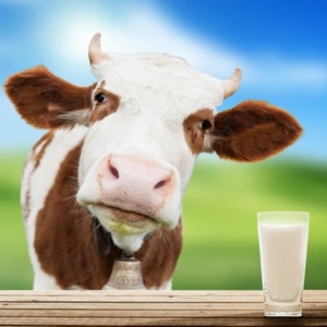 Cows want to know - © medicalnewstoday com