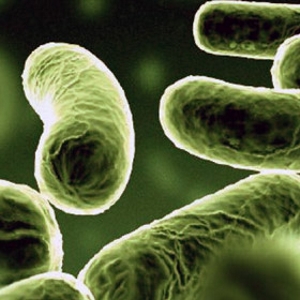 Vibrio bacteria - © vibrio-cholerae.org