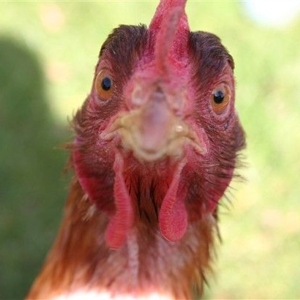 Chicken Face - © Veronica Bartlett via Pintrest