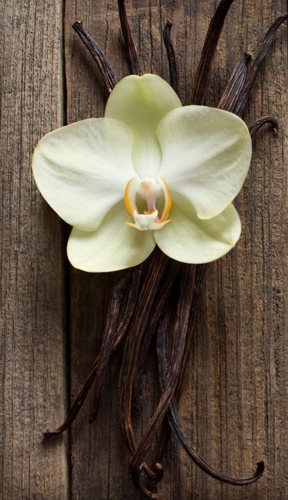 Vanilla Bloom and Pods - © brambleberry.com