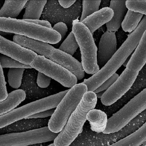 e-coli - © Rocky Mountain Laboratories