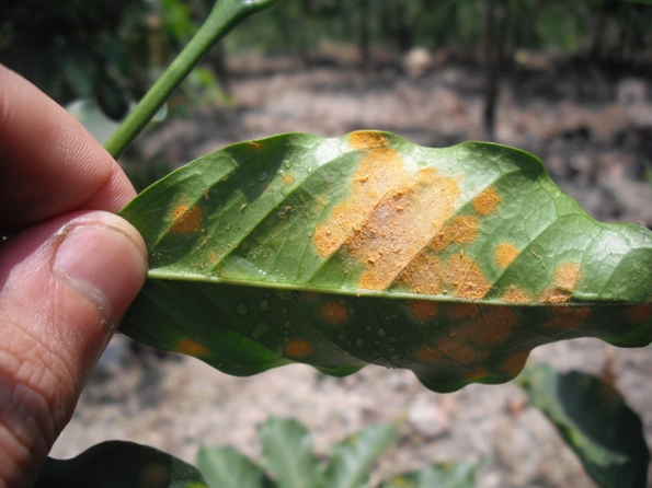 Coffee Leaf Rust - © Smartse - via Wikipedia
