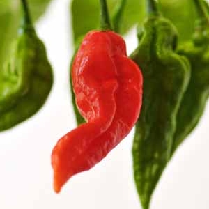 Ghost Pepper - Details - © unknown