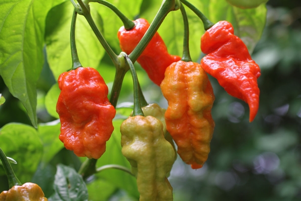 Ghost Pepper on Vine - © Wikipedia Commons