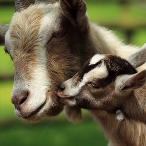 Goats - © dartreview.com