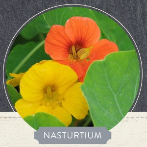 Nasturtium Flower - © flowercard.co.uk