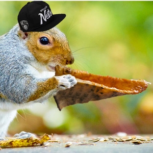 NY Squirrel Eats Pizza - © firstwefeast.com