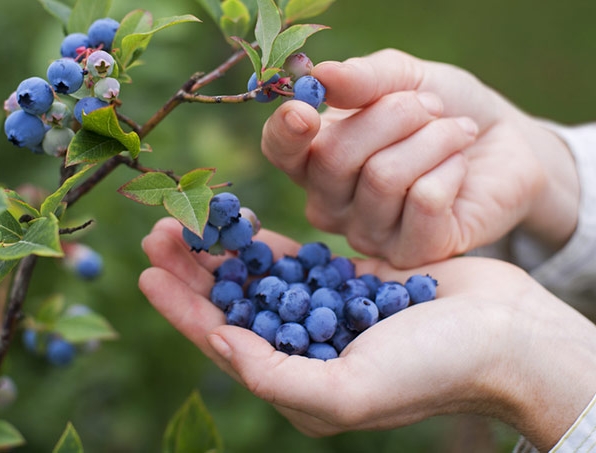 Hand-picking Blueberries - © batonrougemoms.com