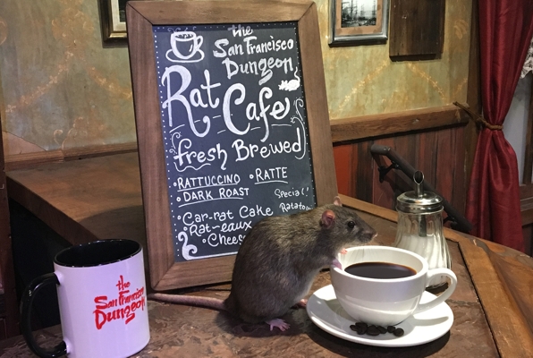 Rat Café - © 2017 San Franciso Dungeon