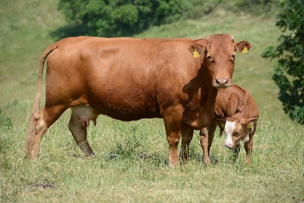 Brown Cow - © Hubert Berberich via Wikipedia Commons