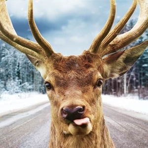 Deer in road - © campanellas.com