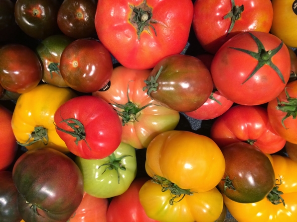 Tomato Bounty - © victorygardenonthegolfcourse.blogspot.ca