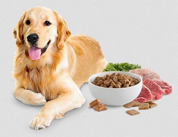 Dog with Foods - © wellnesspetfood.com