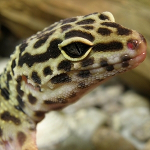 Leopard Gecko - © monde-du-gecko.com