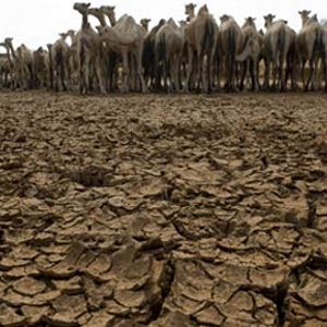 Drought in Sudan - © addisstandard.com