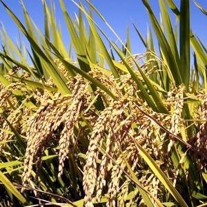 Rice Plants - © genomeweb.com