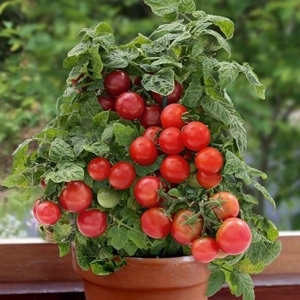 Tomatoes in a Pot - © balconygardenweb.com